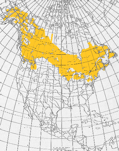 Betula_papyriferacolored.jpg