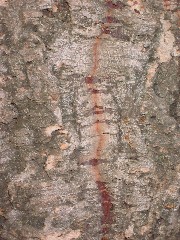 Cork_Oak2_Bark_small.jpg