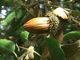 Cork_Oak_fruit2.jpg