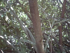 Cotoneaster2_Barksmall.jpg Cotoneaster2_Barksmall.jpg
