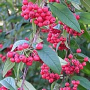 Cotoneaster2_Fruitsmall.JPG Cotoneaster2_Fruitsmall.JPG
