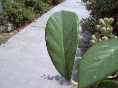 Cotoneaster2_Leafsmall.jpg