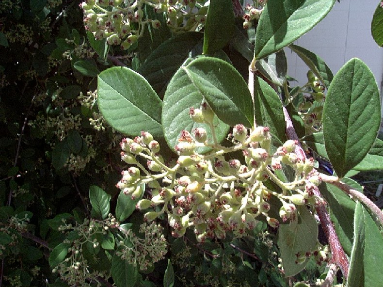 Cotoneaster2_Unbloomed.jpg Cotoneaster2_Unbloomed.jpg