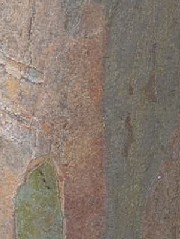 CrapeMyrtleBark1_small.jpg CrapeMyrtleBark1_small.jpg