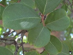 CrapeMyrtleLeaf1_small.jpg CrapeMyrtleLeaf1_small.jpg