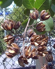 CrapeMyrtleSeedpod1_small.jpg CrapeMyrtleSeedpod1_small.jpg
