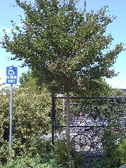 CrapeMyrtlefull1_small.jpg CrapeMyrtlefull1_small.jpg