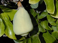 Creeping_fig_fruit_horizontal_small.jpg Creeping_fig_fruit_horizontal_small.jpg