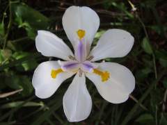 Fortnightlily_flower_small.jpg Fortnightlily_flower_small.jpg