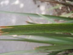 Fortnightlily_leaves_small.jpg Fortnightlily_leaves_small.jpg
