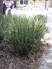 Fortnightlily_plant_small.JPG Fortnightlily_plant_small.JPG