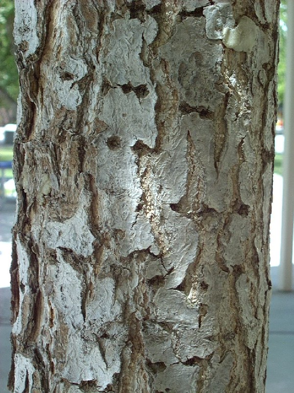 Ginkgo2_bark_full.jpg