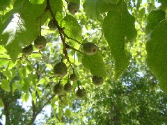 OrnamentalFruit1Small.JPG OrnamentalFruit1Small.JPG