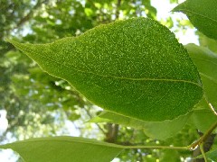 OrnamentalLeaf2Small.JPG OrnamentalLeaf2Small.JPG