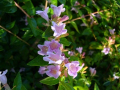 abelia1_flower.JPG abelia1_flower.JPG