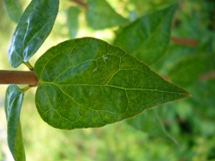 abelia1_leaf.JPG abelia1_leaf.JPG