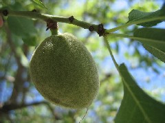 almond1_fruitS.JPG almond1_fruitS.JPG