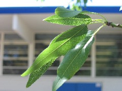 almond1_leafS.JPG almond1_leafS.JPG