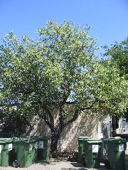 almond1_treeS.JPG almond1_treeS.JPG