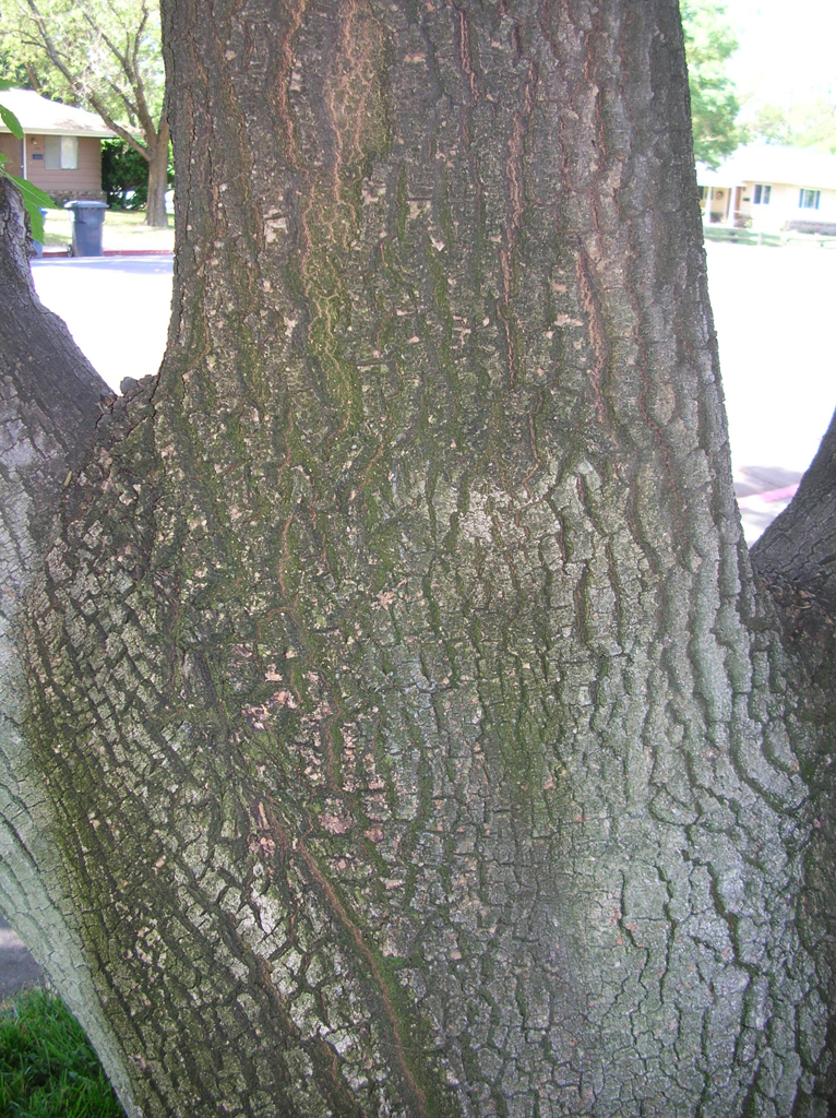 ash2_big_bark.jpg ash2_big_bark.jpg