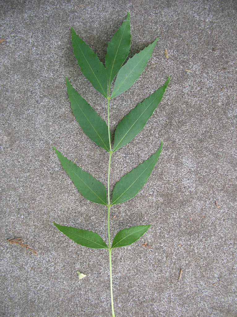 ash2_big_leaf.jpg ash2_big_leaf.jpg