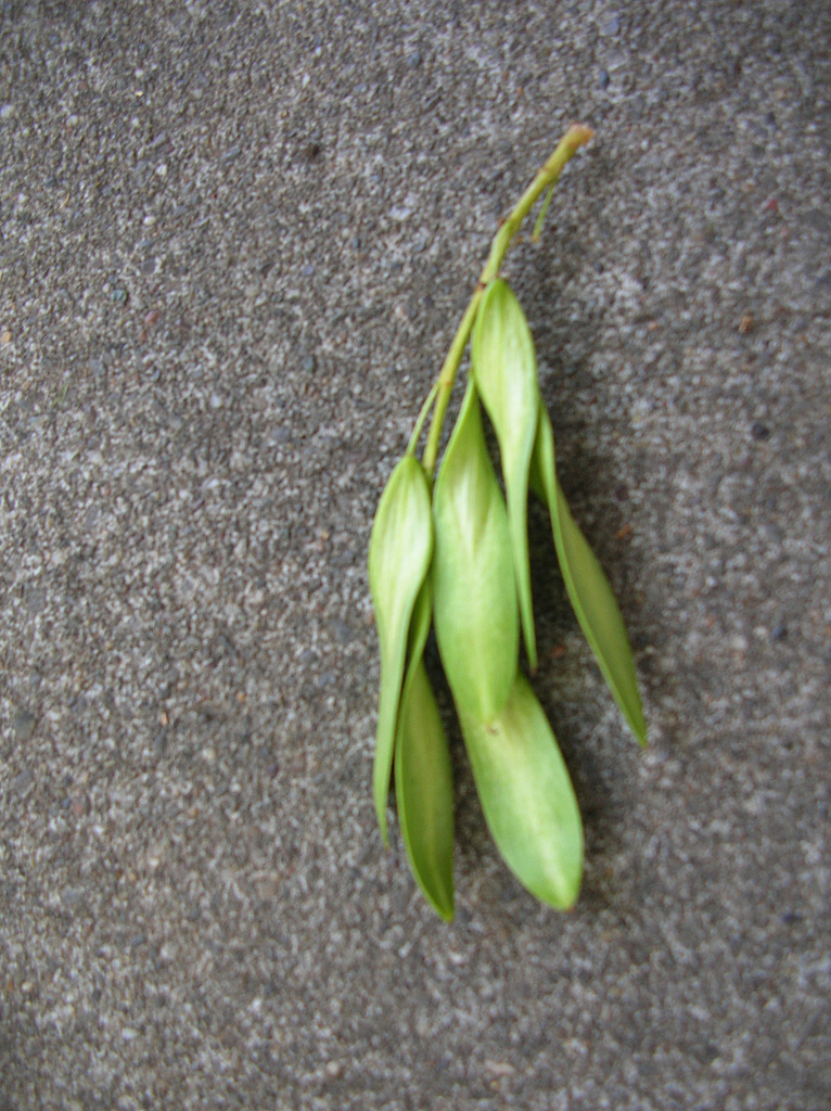 ash2_big_seed.jpg ash2_big_seed.jpg