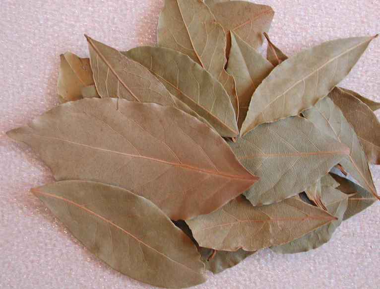 bay1_dryleaves.jpg bay1_dryleaves.jpg