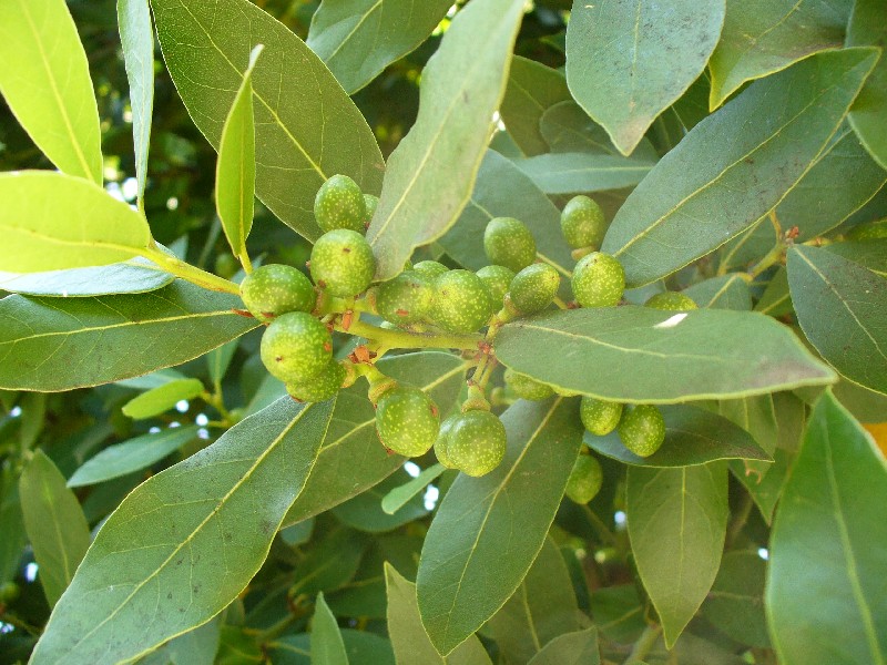 bay1_greenberries.jpg bay1_greenberries.jpg