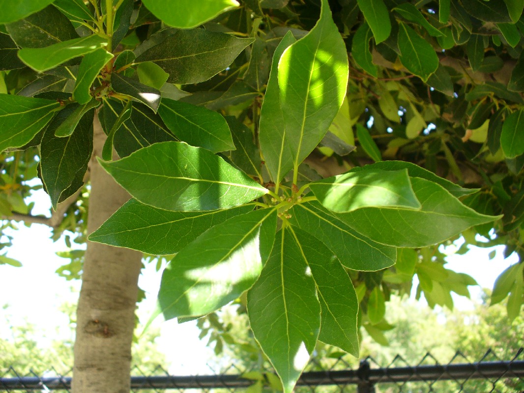 bay1_leaf_large.jpg bay1_leaf_large.jpg