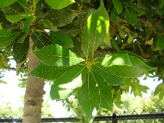 bay1_leaf_small.jpg bay1_leaf_small.jpg
