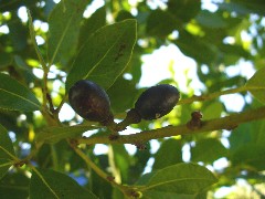 bay1_purpleberries_small.jpg bay1_purpleberries_small.jpg