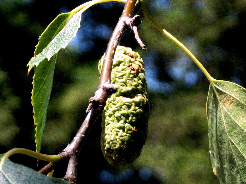 birch1_catkin_large.jpg