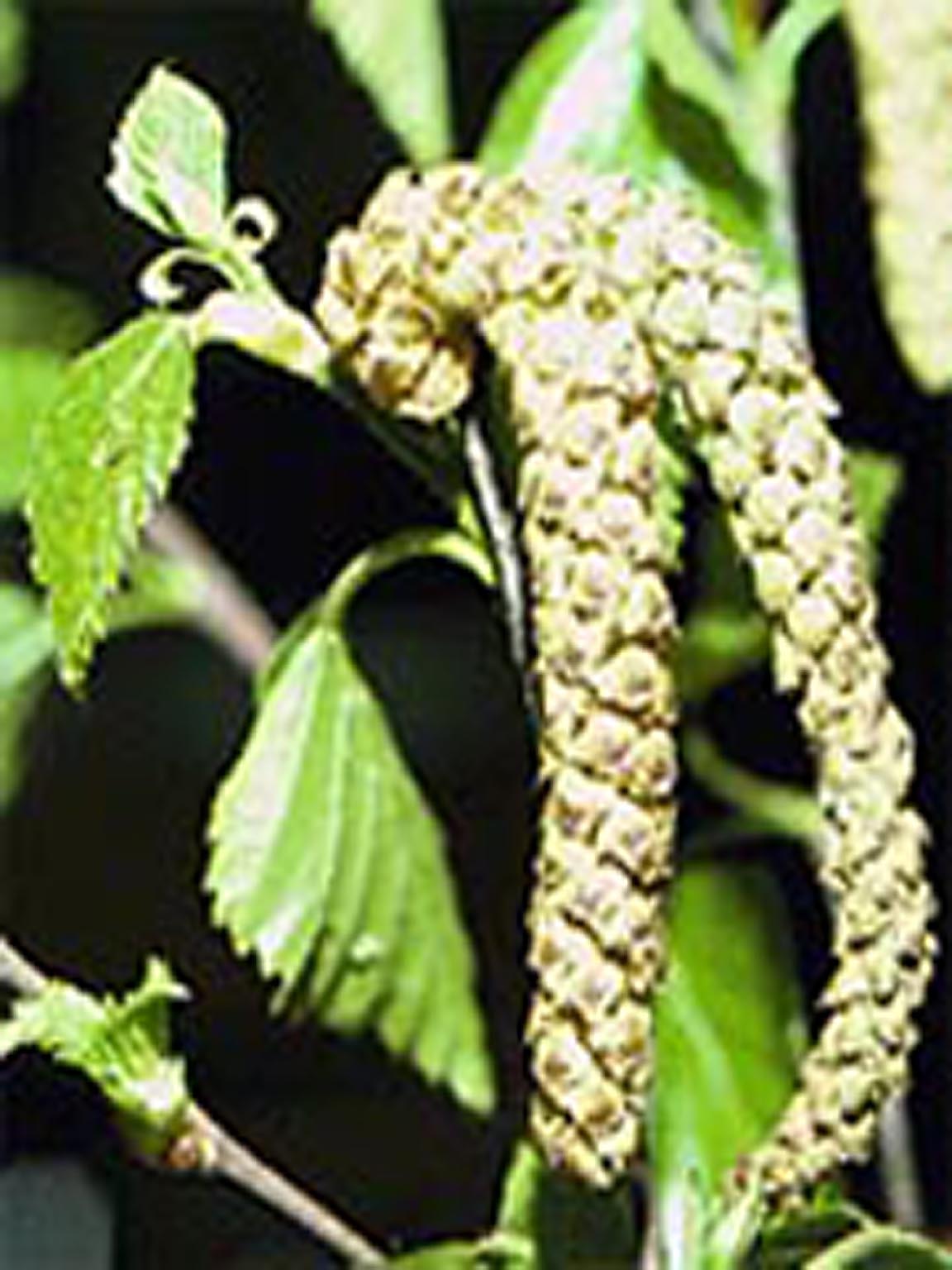 birch1_male_catkin_large2.jpg