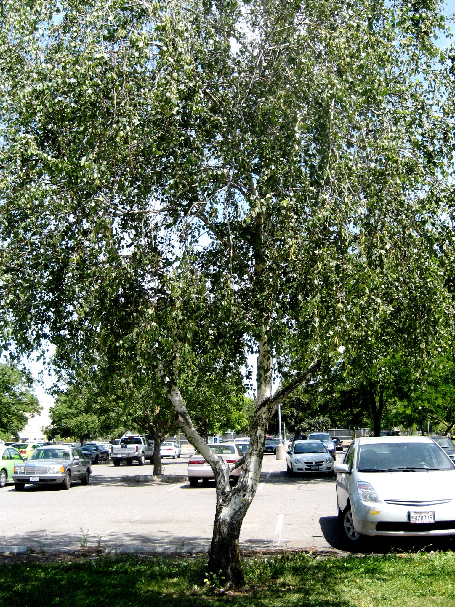 birch1_tree_large.jpg