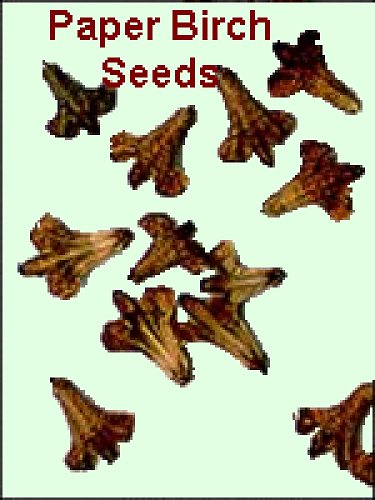 birch1_winged_seeds.jpg