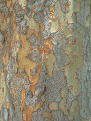ch_elm1_barksmall.jpg ch_elm1_barksmall.jpg