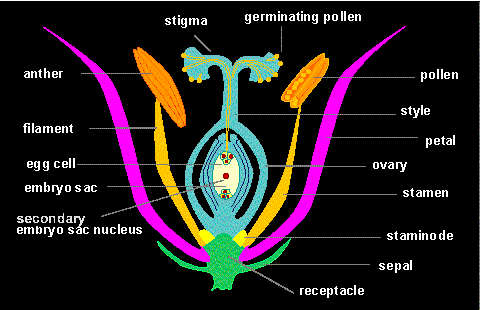 ch_elm1_diagram.gif ch_elm1_diagram.gif