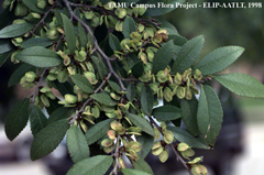 ch_elm1_fruitsmall.jpg ch_elm1_fruitsmall.jpg