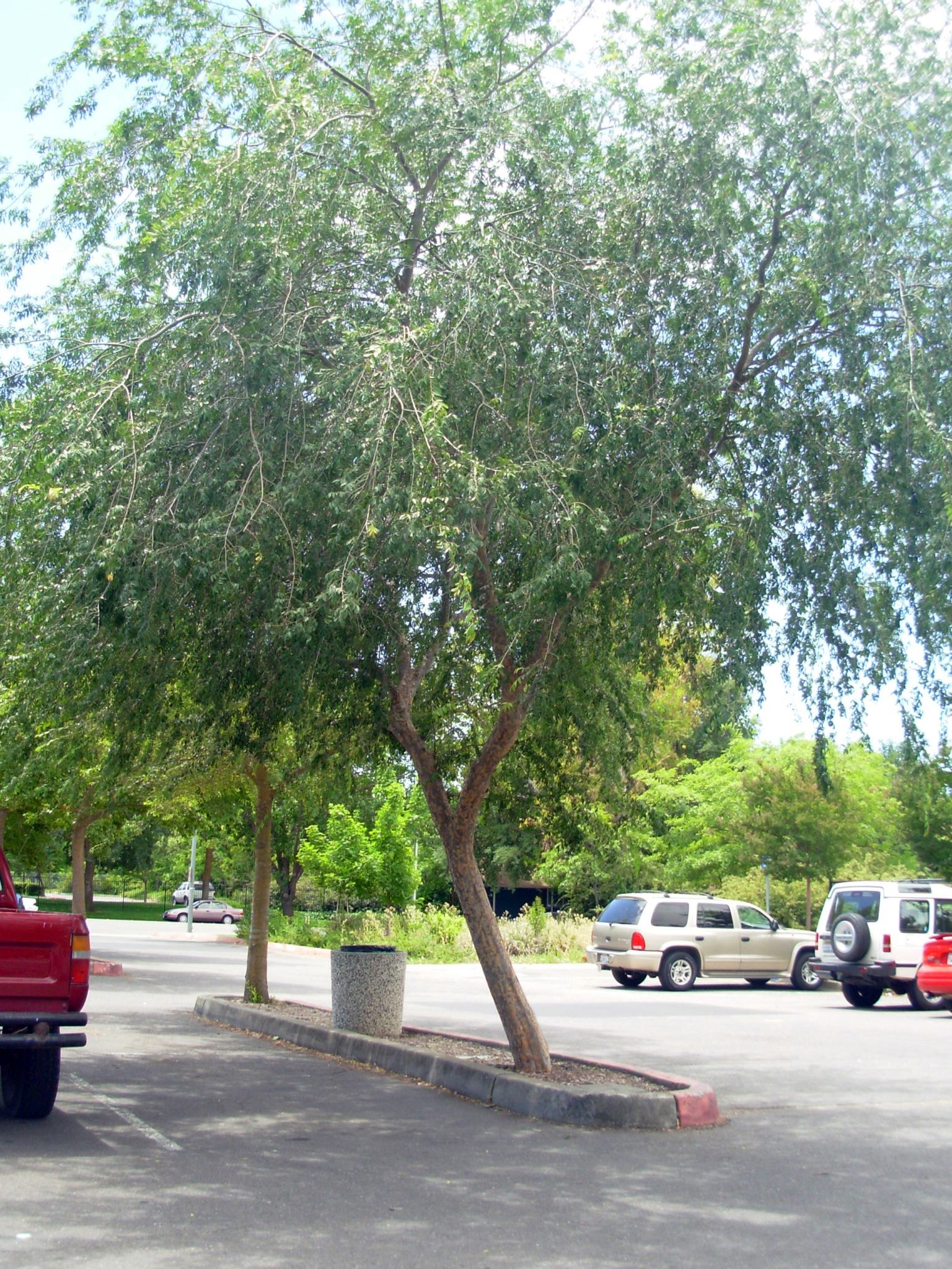 ch_elm1_tree2.jpg ch_elm1_tree2.jpg