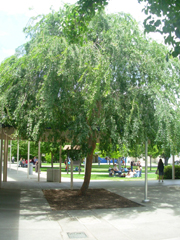 ch_elm1_treesmall.jpg ch_elm1_treesmall.jpg