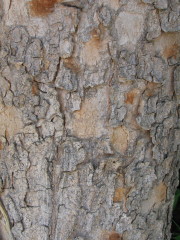 chinese_pistache1_bark_small0001.JPG chinese_pistache1_bark_small0001.JPG