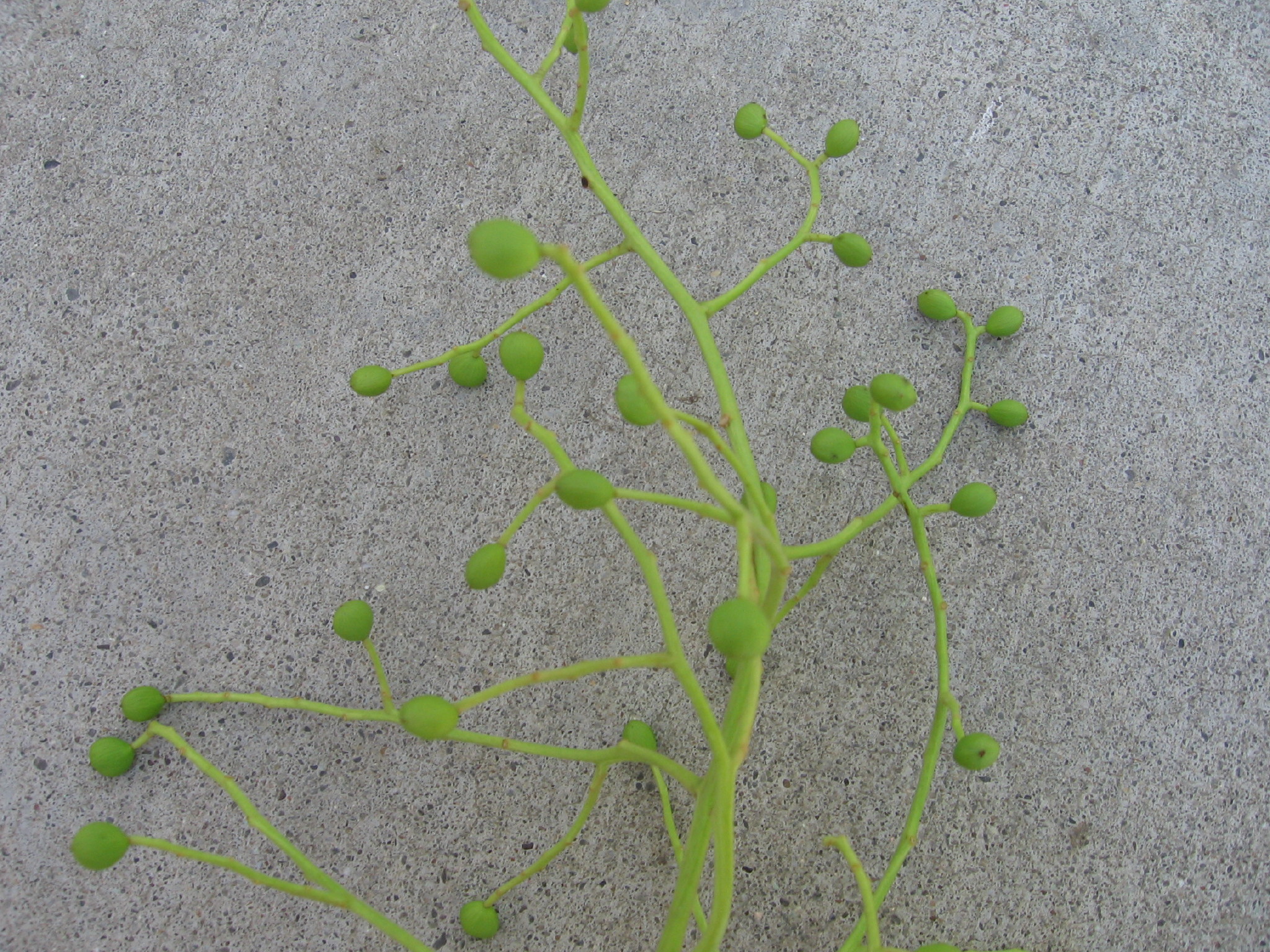 chinese_pistache1_fruit_big0001.JPG