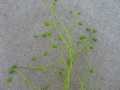 chinese_pistache1_fruit_small0001.JPG chinese_pistache1_fruit_small0001.JPG