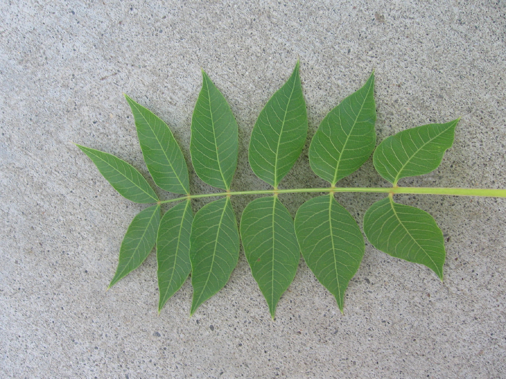 chinese_pistache1_leaves_big0001.JPG