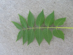 chinese_pistache1_leaves_small0001.JPG chinese_pistache1_leaves_small0001.JPG