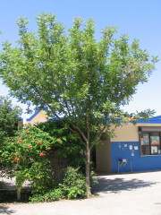 chinese_pistache1_tree_small0001_1.JPG chinese_pistache1_tree_small0001_1.JPG
