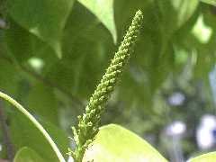 chinese_tallow2fruit_small.jpg