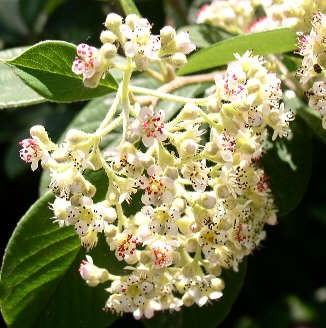 cotoneaster2_Flower.jpg cotoneaster2_Flower.jpg