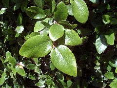 creeping_fig_leaf_small.jpg creeping_fig_leaf_small.jpg