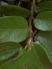 creeping_fig_stem_small.jpg creeping_fig_stem_small.jpg